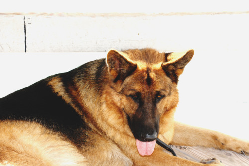 Barn dogs are the best!  WEF &lsquo;13