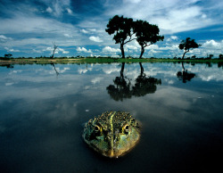 mirkokosmos:  Australian Bullfrog 