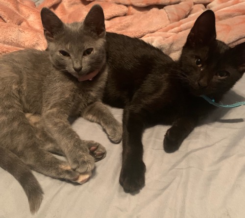 The Babies! (When They Were Smaller) Cleopatra & Her Brother, Egypt.