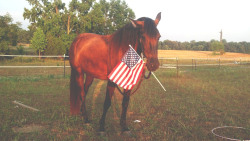 mare-moment:  ridingkeepsmegoing:  mare-moment:  This picture is like two years old but I’m still so hype about it. &lsquo;merica.  This is one of the best American pride pics I’ve seen just because the horse is so cute.  oh my gosh who dug this gem