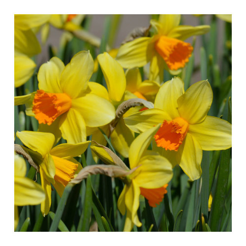 fatchance:Daffodils. Hyacinths.At Veldheer Tulip Farm, Holland, Michigan.