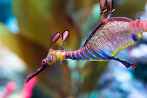 neaq:Just in case your Thursday evening needed a little magic, here’s a weedy seadraon (Phyllopteryx