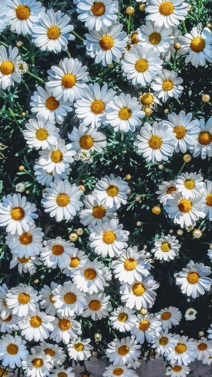 astrology101: The Signs As Flowers: Cancer - Daisies“Daisies, simple and sweet. Daisies are the way 