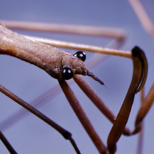 While very neat looking, Ranatra (Hemiptera, Nepidae) are relatively inept in the water, a