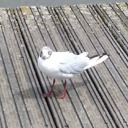 noisyseagull avatar