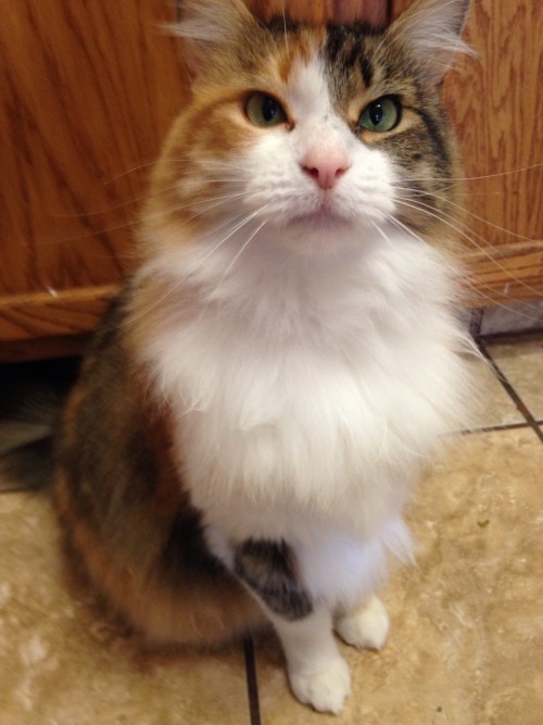 prismgram:prismgram:this post is for people in the Austin, TX area who are looking for a cat for an 