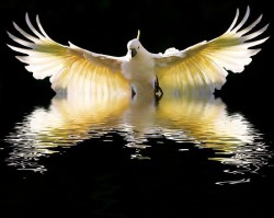 Cleared for takeoff (Sulphur-crested Cockatoo)