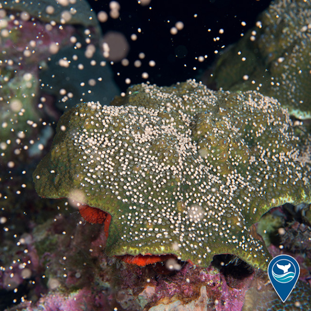 A coral releases its gametes into the water as part of a mass spawning event in Flower Garden Banks National Marine Sanctuary.