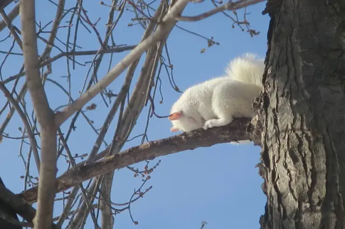 Albino Squirrel Sleeping