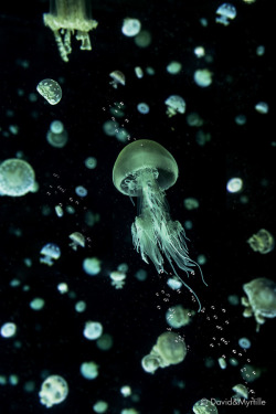 Jellyfish