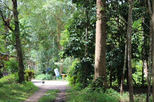 The nature on the wayside.