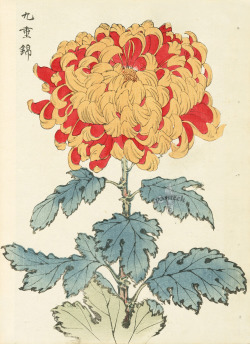 wickedlye: nobrashfestivity: Keika Hasegawa, Chrysanthemums, 1893, Wood Block Prints Kinda love mums 