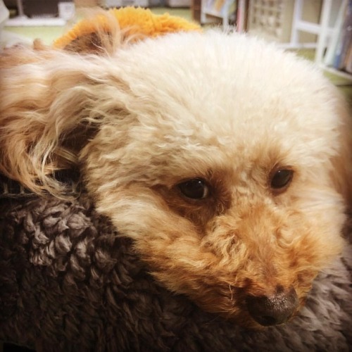 我が社のアイドル犬。少し眠たそうです。#犬 #どっぐ #dog (Setochi-shi, Okayama, Japan)https://www.instagram.com/p/BrUIvFDHWR