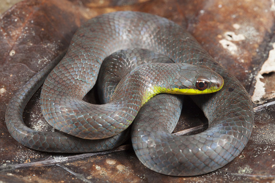 libutron:  Blind Ground Snake - Erythrolamprus typhlus Erythrolamprus typhlus (Dipsadidae)