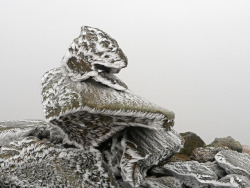 90377:  Ben Ledi ice crystals by Niall Corbet