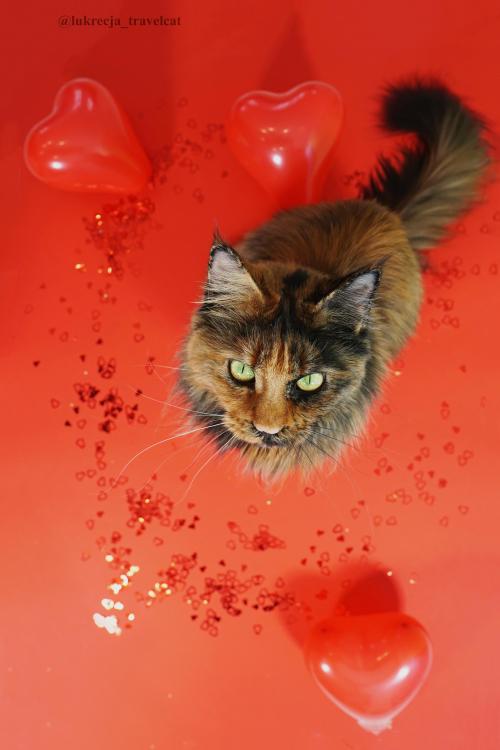 cutecatpics:Getting ready for valentines ;-) Source: yeomansa on catpictures.