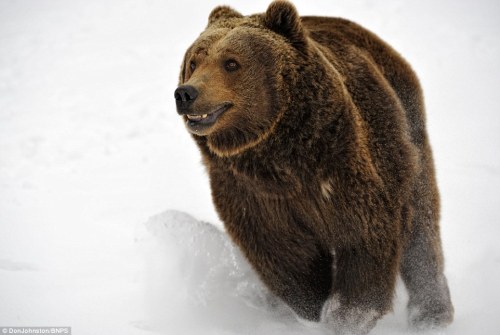 loveforallbears:  Now that’s a bear-knuckle brawl! Ferocious grizzly siblings bare teeth and use judo-like moves while play-fighting in snow