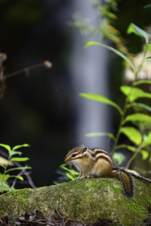 faerieforests: Resting - G by Leigh MacArthur