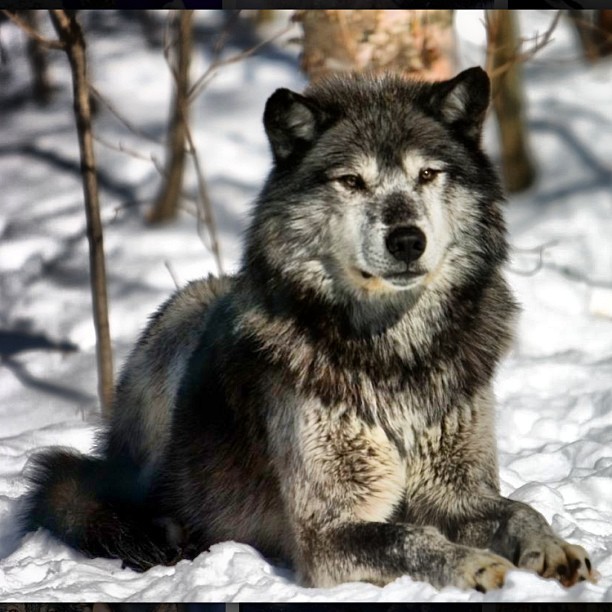 &ldquo;A man might befriend a wolf, even break a wolf, but no man could truly