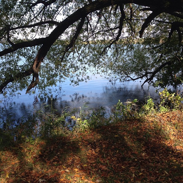Beautiful fall walk around #lakeharriet . #nofilter #autumn #minneapolis  (at Lake