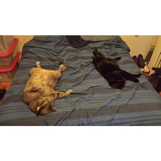 Give me back my bed. Need sleep #cats