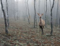 qtav:  Fairy-tale deer by Tamara