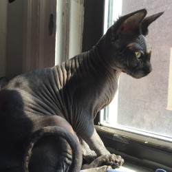 nathansummers:  nathansummers:  No workout today, just gonna rest. Please enjoy this high quality picture of my cat #Sphynx #cat#meow  Gonna reblog this till my cat is famous