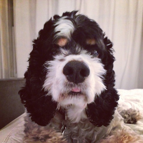 woodythedog:
“ Seriously, make it bedtime again right now.
”