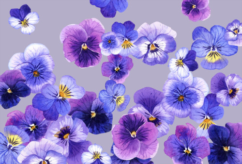 bluealaris:Studies for merch that I will be bringing to AX! Violets are edible and used in many dess