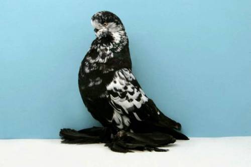 norma-bara: lacommunedeparis: m4levich: earthlynation: Fancy Pigeon Appreciation. Source lacommun