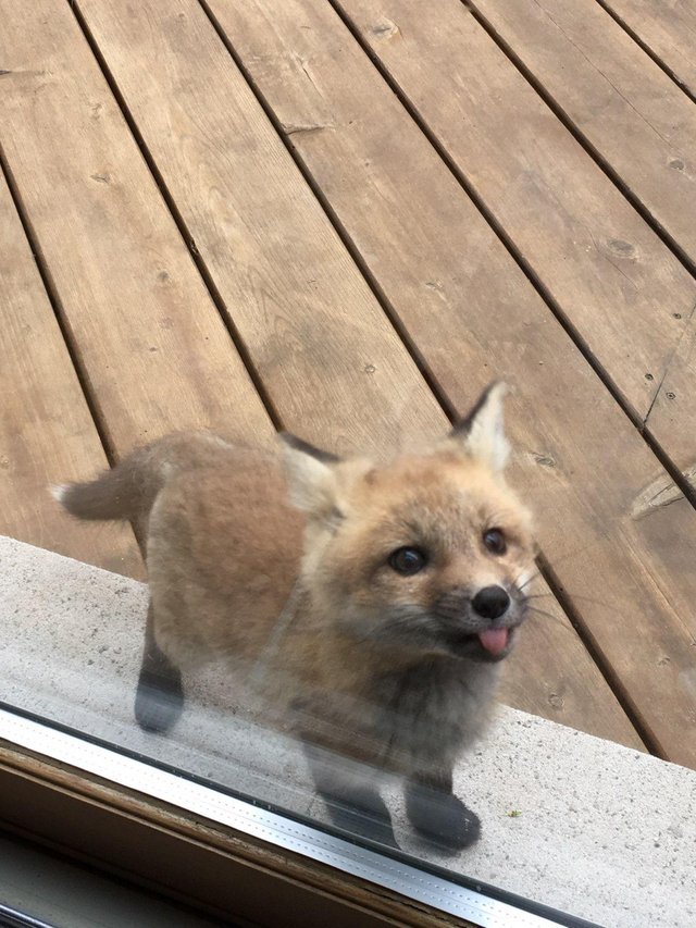should-be-sleeping:  everythingfox:  everythingfox:  “A baby fox showed up to say
