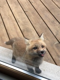 should-be-sleeping:  everythingfox:  everythingfox:  “A baby fox showed up to say hi at my grandmother’s house“ Taken from r/aww  It has a friend! 😲   It has a sibling. I recognize that look of exasperation anywhere.  