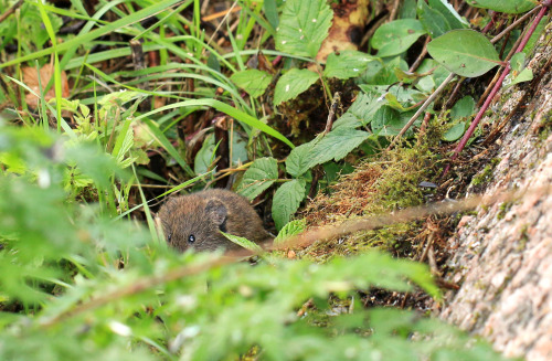 Bank vole/skogssork.