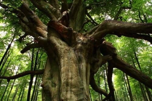 weareoracle: woodlandtrust: Advice from a Tree - Ilan Shamir Dear Friend,Stand Tall and ProudSink yo