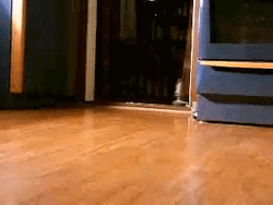 cutepetplanet:Stampede!