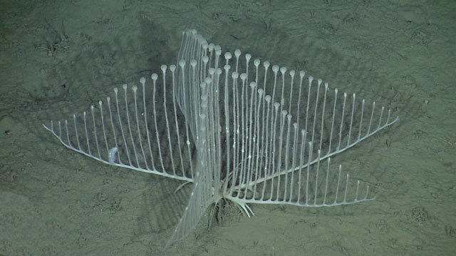 glumshoe:  The harp sponge, or Chondrocladia lyra, is a species of deep-sea carnivorous