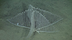 Glumshoe:  The Harp Sponge, Or Chondrocladia Lyra, Is A Species Of Deep-Sea Carnivorous