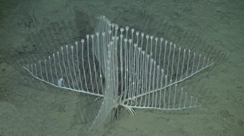 glumshoe:glumshoe:The harp sponge, or Chondrocladia lyra, is a species of deep-sea carnivorous spong