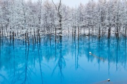 Bobbycaputo:  Beautiful Blue Pond In Japan Turns Spectacularly Green  Simply Known