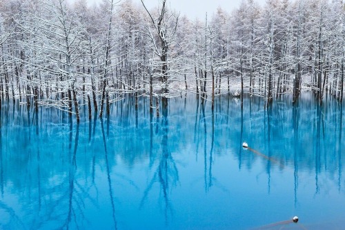 bobbycaputo:Beautiful Blue Pond in Japan Turns Spectacularly GreenSimply known as the “Blue Pond,” t