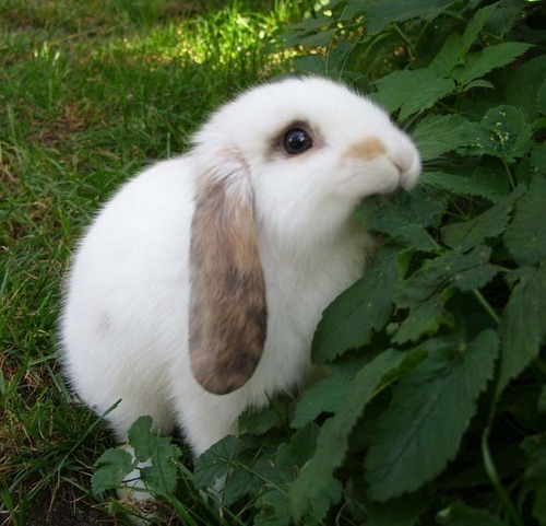 godspeedyousademperor:  nigga-chan:  What kinda bunny is this omg  thats a dutch