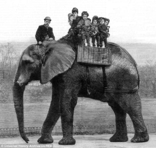 Jumbo the elephant giving rides to children at the London Zoo, with his keeper Matthew Scott (1860′s