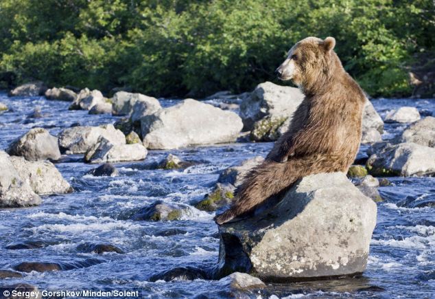 loveforallbears:  Bear exhausted by hunt for salmon supper Read more: http://www.dailymail.co.uk/news/article-2316960/Russian-Grizzly-takes-earned-rest-trying-catch-salmon-dinner.html#ixzz2RxB1JwOi