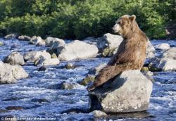 loveforallbears:  Bear exhausted by hunt for salmon supper Read more: http://www.dailymail.co.uk/news/article-2316960/Russian-Grizzly-takes-earned-rest-trying-catch-salmon-dinner.html#ixzz2RxB1JwOi 