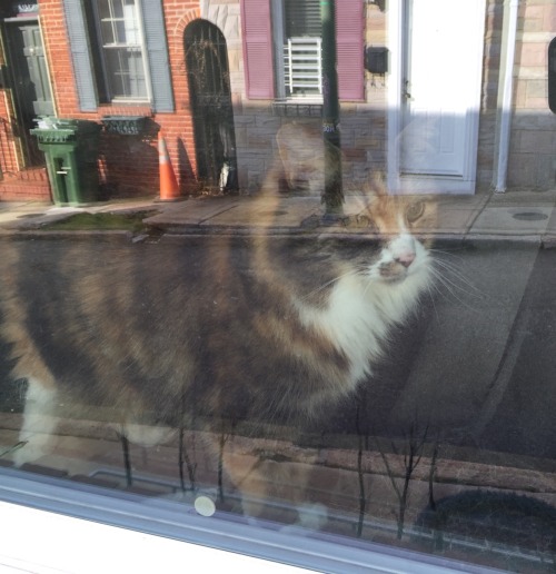 Window Cat 1/29/17