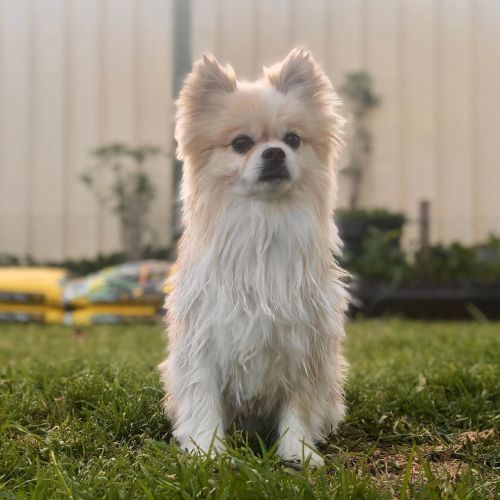 Drowned rat or teddy bear? . . . #pomeranian #chihuahua #pomchi #chiranian #pomahuahua #dogsofinstag