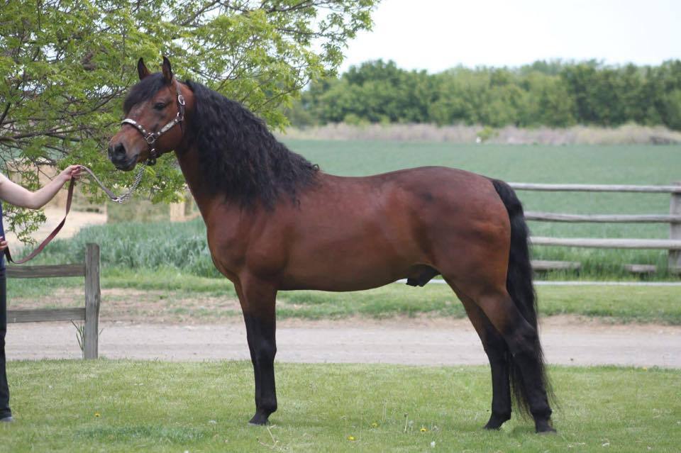 all-the-horses:LittleWood Rio BravadoPrimavera Bravado x Willowrun Hayli Morgan,