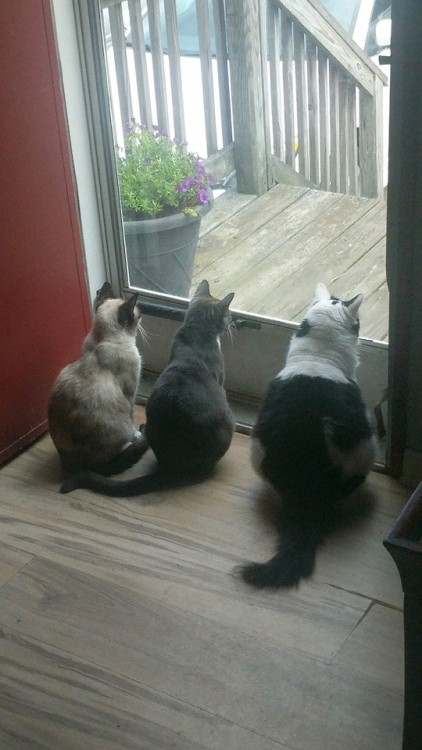 These are my babies(left to right: Isis, Athena, and Shadowhunter), contemplating the meaning of lif