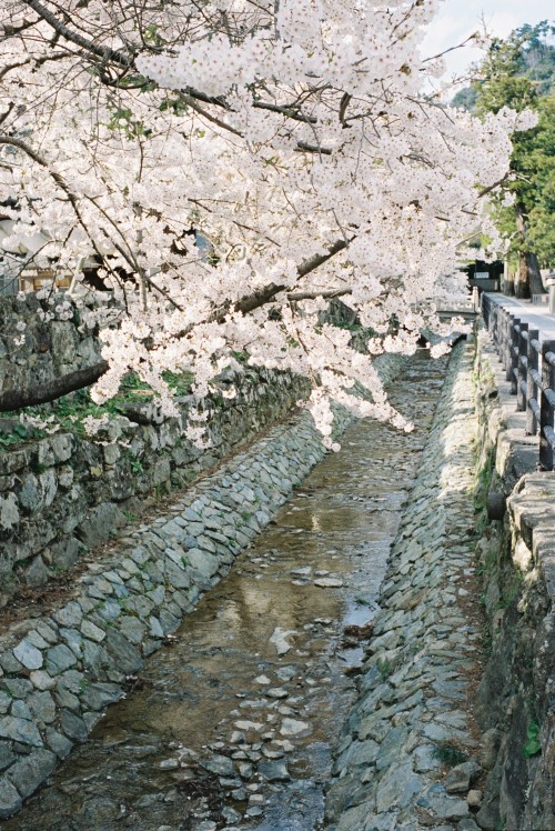 桜と出雲