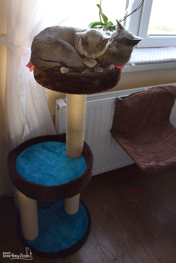 love4my2cats:  The story of one new scratcher:1. Unused 2. Unused 3. Used for scratching,